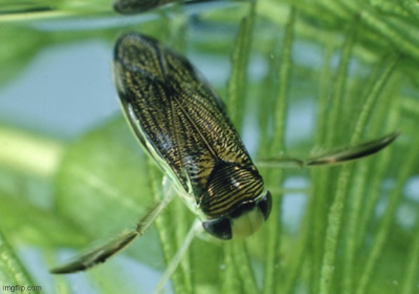Water boatman | made w/ Imgflip meme maker