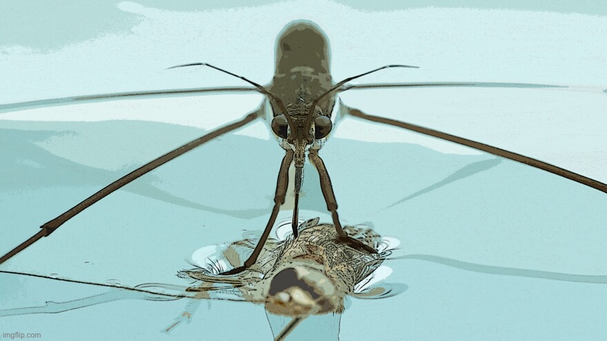 Water strider | made w/ Imgflip meme maker