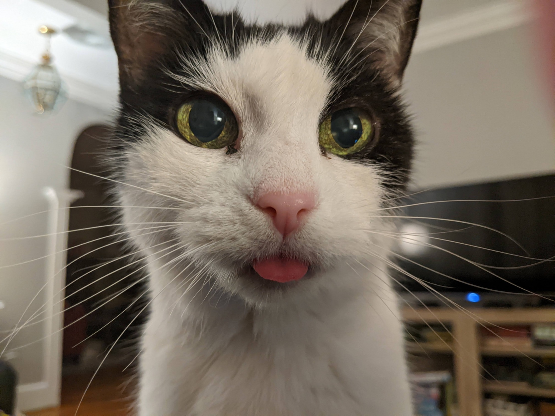 High Quality I blep therefore I am Blank Meme Template