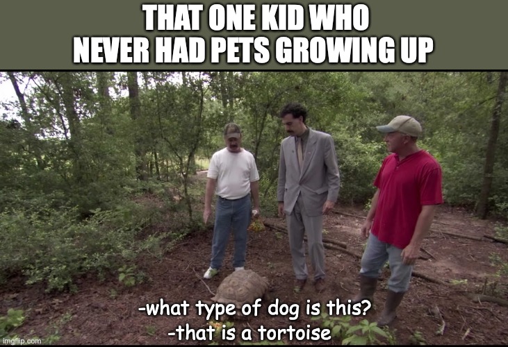 we all had that one friend who tried to pretend that they understood what animals were | THAT ONE KID WHO NEVER HAD PETS GROWING UP; -what type of dog is this? -that is a tortoise | image tagged in what type of dog is this | made w/ Imgflip meme maker