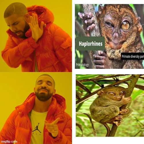 haplorrhines: anthropoids and tarsiers. | image tagged in memes,drake hotline bling | made w/ Imgflip meme maker