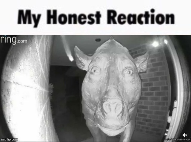 My honest reaction | image tagged in my honest reaction | made w/ Imgflip meme maker