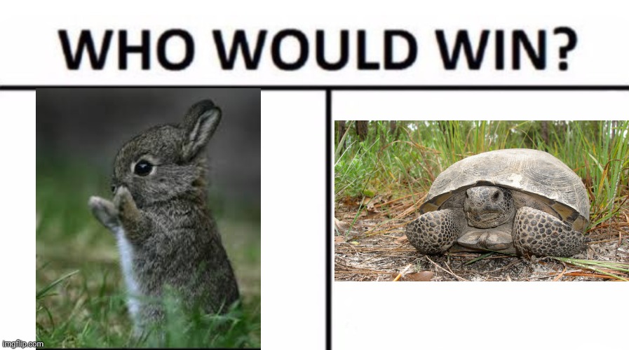 Turtle or hare? | image tagged in who would win,animals,legend,tradition | made w/ Imgflip meme maker