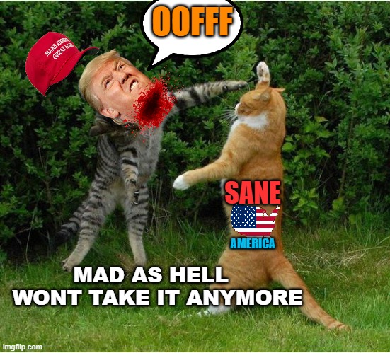 Cat Fight | OOFFF SANE AMERICA MAD AS HELL 
 WONT TAKE IT ANYMORE | image tagged in cat fight | made w/ Imgflip meme maker