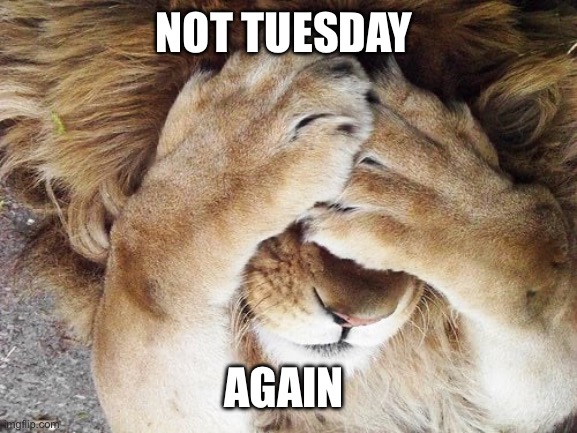Not Tuesday again | NOT TUESDAY; AGAIN | image tagged in lion | made w/ Imgflip meme maker
