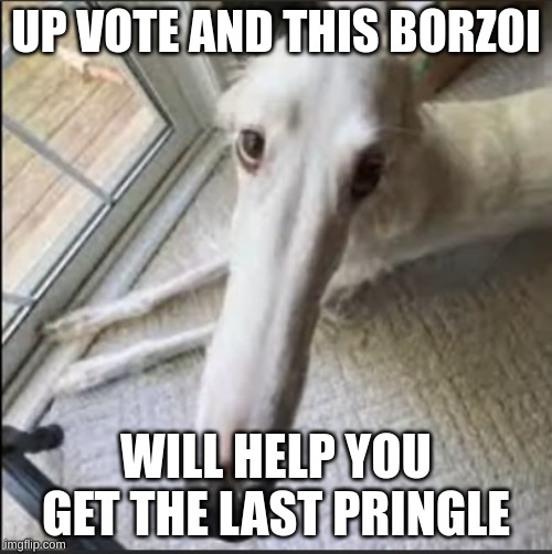 Borzoi> | UP VOTE AND THIS BORZOI; WILL HELP YOU GET THE LAST PRINGLE | image tagged in borzoi | made w/ Imgflip meme maker