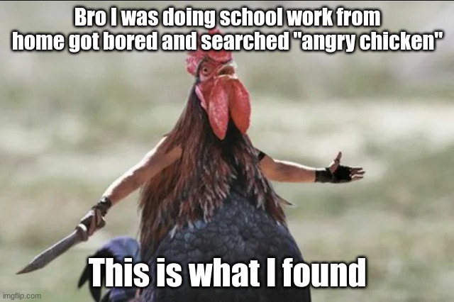 Angry Chicken (get this to 3k views my brother bet me 20 bucks on it) | Bro I was doing school work from home got bored and searched "angry chicken"; This is what I found | image tagged in angry chicken on google | made w/ Imgflip meme maker