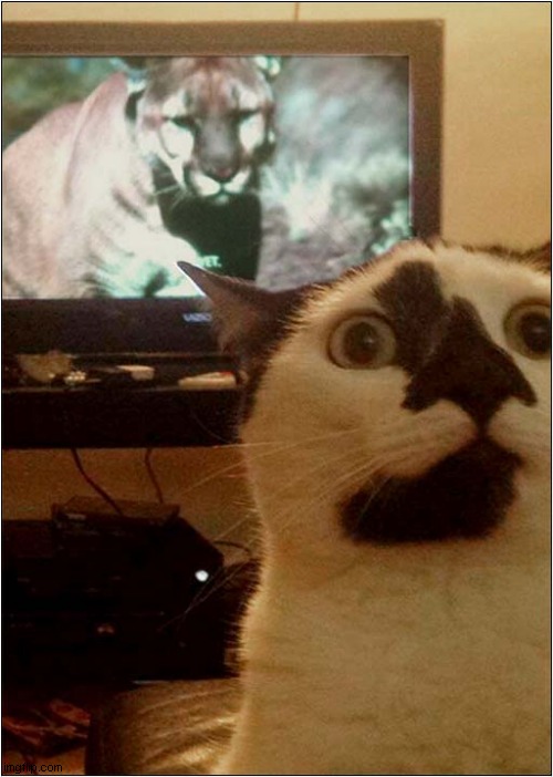 It's Behind Me, Isn't It ? | image tagged in cats,cougar,behind me | made w/ Imgflip meme maker