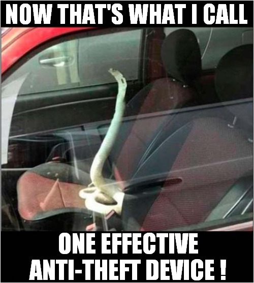 A Hissy Surprise ! | NOW THAT'S WHAT I CALL; ONE EFFECTIVE ANTI-THEFT DEVICE ! | image tagged in now thats what i call,snake,cobra,anti theft | made w/ Imgflip meme maker