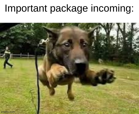 new template use if you want | Important package incoming: | image tagged in dashing dog,dog | made w/ Imgflip meme maker