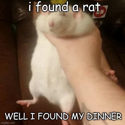 Grabbing a fat rat | i found a rat; WELL I FOUND MY DINNER | image tagged in grabbing a fat rat | made w/ Imgflip meme maker