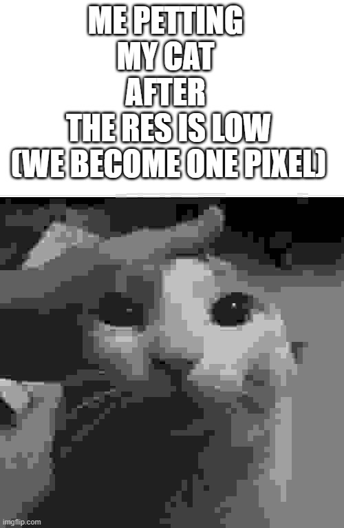 me petting my cat | ME PETTING 
MY CAT 
AFTER 
THE RES IS LOW
(WE BECOME ONE PIXEL) | image tagged in me petting my cat | made w/ Imgflip meme maker