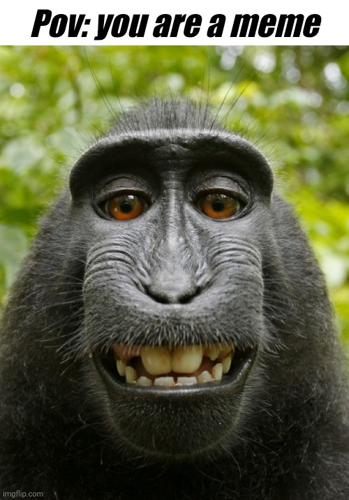 ;-; | Pov: you are a meme | image tagged in smiling monkey selfie,original meme,funny,relatable,bruh,bruh moment | made w/ Imgflip meme maker