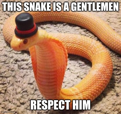 yes part 2 electric bugalo | THIS SNAKE IS A GENTLEMEN; RESPECT HIM | image tagged in wholesome | made w/ Imgflip meme maker