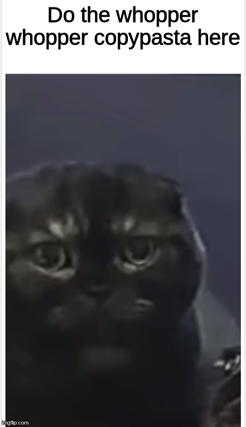 Debt Cat with Caption | Do the whopper whopper copypasta here; if your gay | image tagged in debt cat with caption | made w/ Imgflip meme maker