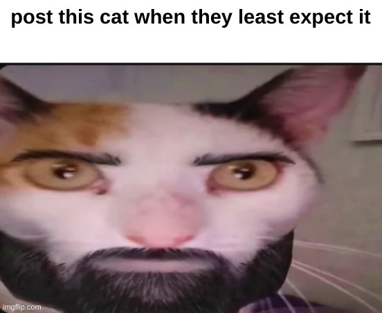 Gigacat | post this cat when they least expect it | image tagged in gigacat | made w/ Imgflip meme maker