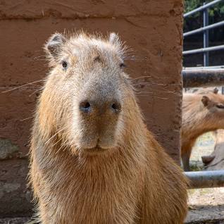 High Quality Fredric the capybara Blank Meme Template