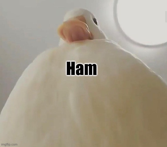 pathetic (duck#1) | Ham | image tagged in pathetic duck 1 | made w/ Imgflip meme maker