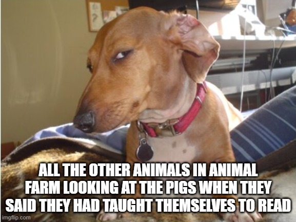 Dog Side-eye | ALL THE OTHER ANIMALS IN ANIMAL FARM LOOKING AT THE PIGS WHEN THEY SAID THEY HAD TAUGHT THEMSELVES TO READ | image tagged in dog side-eye,english teachers,animal farm | made w/ Imgflip meme maker