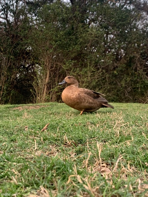 ? duck | made w/ Imgflip meme maker