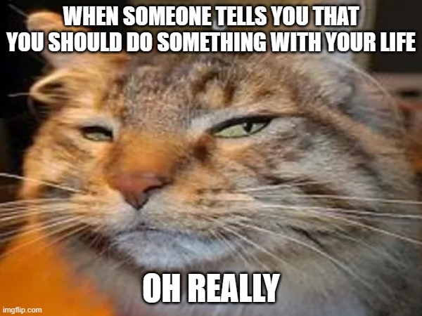 Suspicious cat | WHEN SOMEONE TELLS YOU THAT YOU SHOULD DO SOMETHING WITH YOUR LIFE; OH REALLY | image tagged in cats,cat,suspicious cat | made w/ Imgflip meme maker
