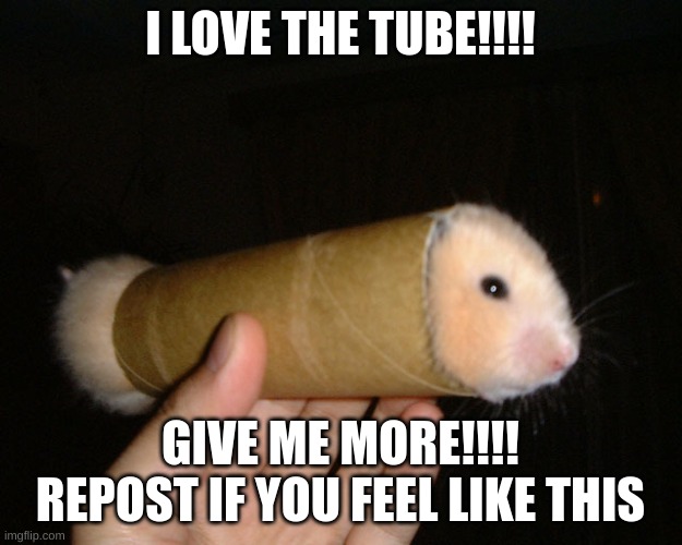 TUBEEEEE | I LOVE THE TUBE!!!! GIVE ME MORE!!!!
REPOST IF YOU FEEL LIKE THIS | image tagged in gerbil | made w/ Imgflip meme maker