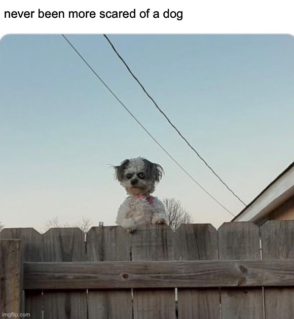 never been more scared of a dog | image tagged in memes,funny,dogs | made w/ Imgflip meme maker