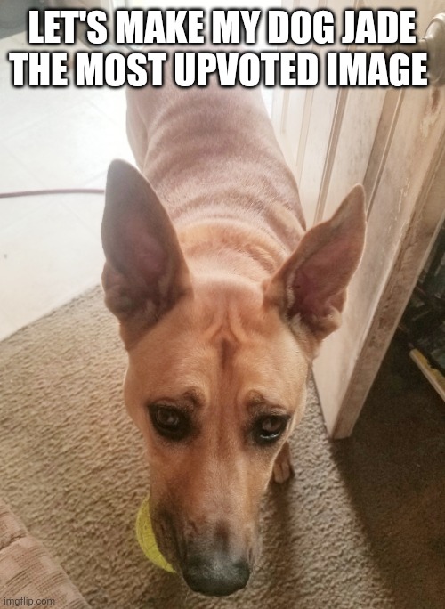 Upvote my doggo | LET'S MAKE MY DOG JADE THE MOST UPVOTED IMAGE | image tagged in dog,cute dog | made w/ Imgflip meme maker