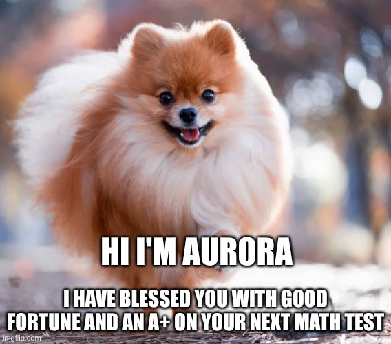 Doggo Template by Rainysky107 | HI I'M AURORA; I HAVE BLESSED YOU WITH GOOD FORTUNE AND AN A+ ON YOUR NEXT MATH TEST | image tagged in doggo template by rainysky107 | made w/ Imgflip meme maker