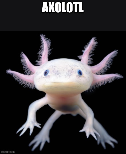 pls get this to front page | AXOLOTL | image tagged in fun,axolotl | made w/ Imgflip meme maker