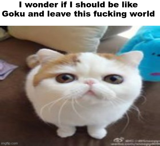 Goku | I wonder if I should be like Goku and leave this fucking world | image tagged in another run-of-the-mill cat staring into your soul,memes,shitpost,msmg,oh wow are you actually reading these tags | made w/ Imgflip meme maker