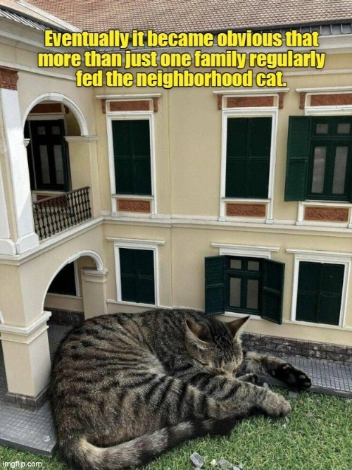 He's a growing boy! XD | image tagged in cats,cheezburger,lolcats | made w/ Imgflip meme maker