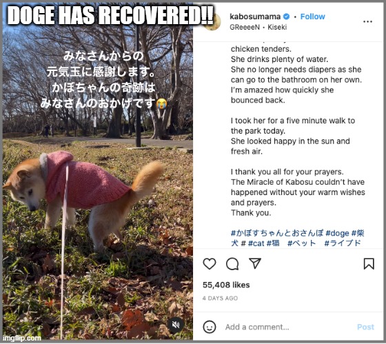 Doge lives! | DOGE HAS RECOVERED!! | image tagged in happy,doge | made w/ Imgflip meme maker