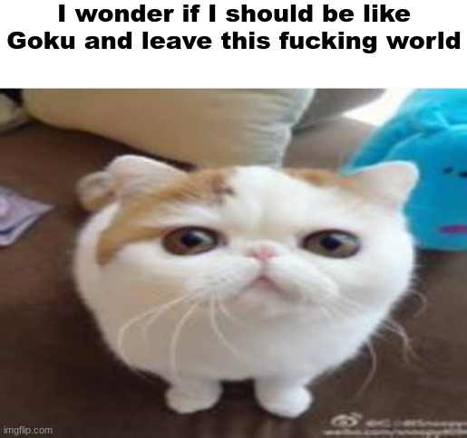 I wonder if I should be like Goku and leave this fucking world | image tagged in another run-of-the-mill cat staring into your soul,anime memes,shitpost,oh wow are you actually reading these tags,dragon ball | made w/ Imgflip meme maker