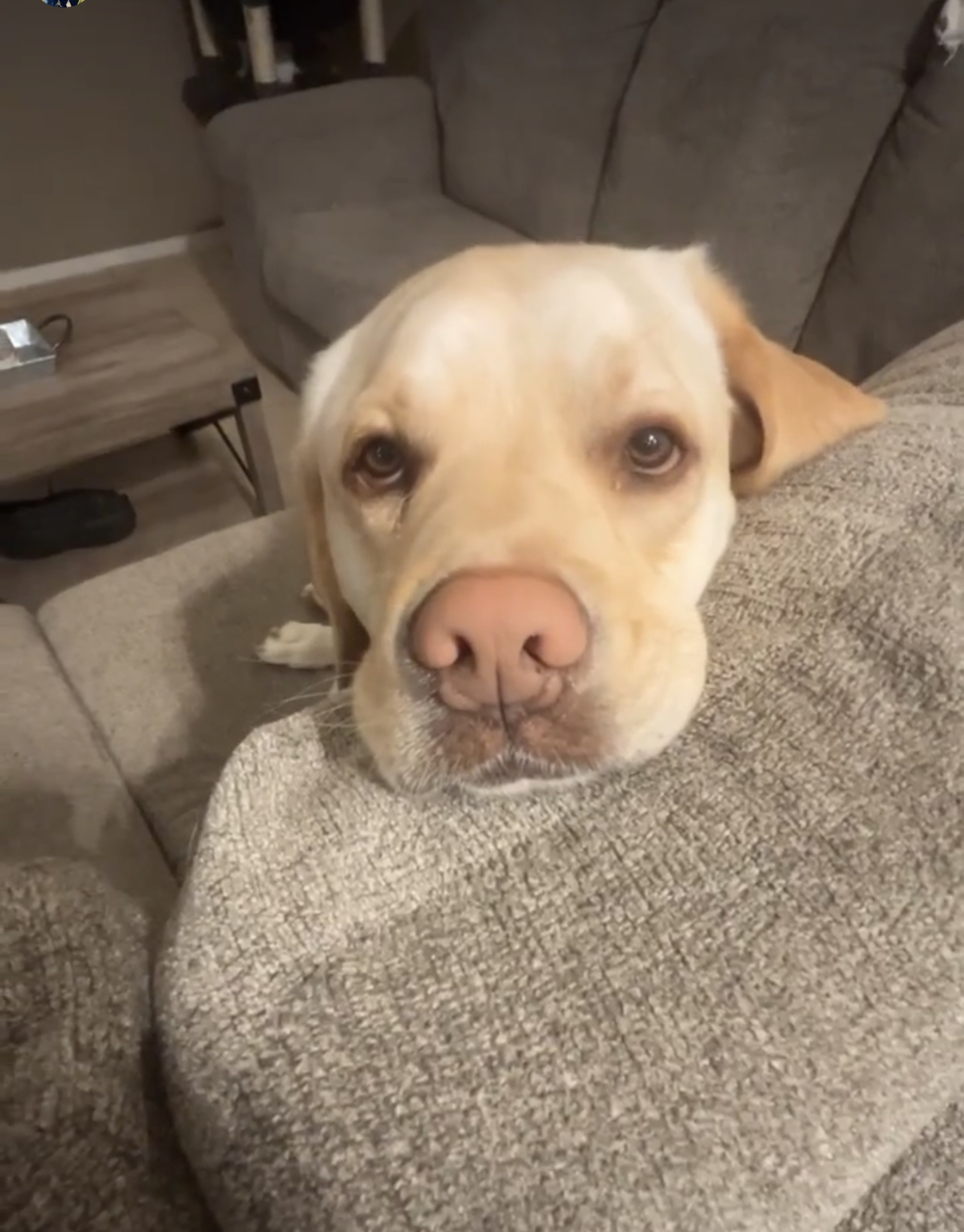 Yellow lab Blank Meme Template