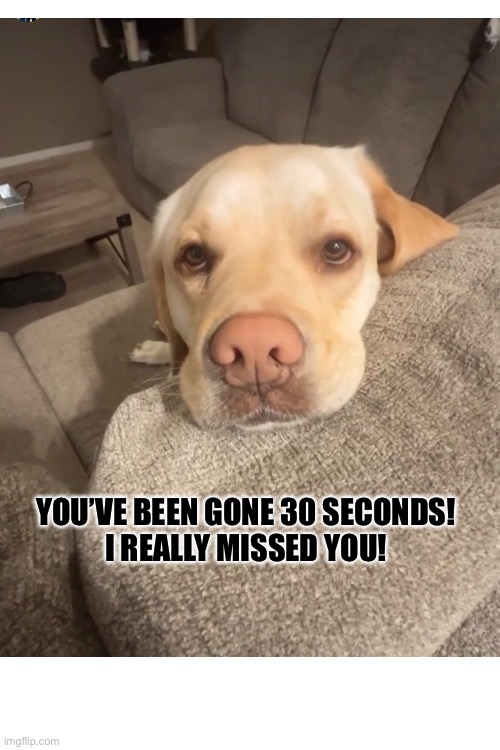 I missed you! | YOU’VE BEEN GONE 30 SECONDS!
I REALLY MISSED YOU! | image tagged in yellow lab | made w/ Imgflip meme maker