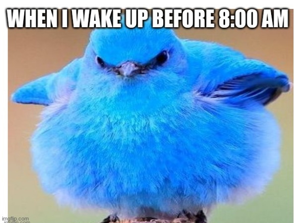 When I wake up before 8:00 am | image tagged in bluebird,large,meme | made w/ Imgflip meme maker