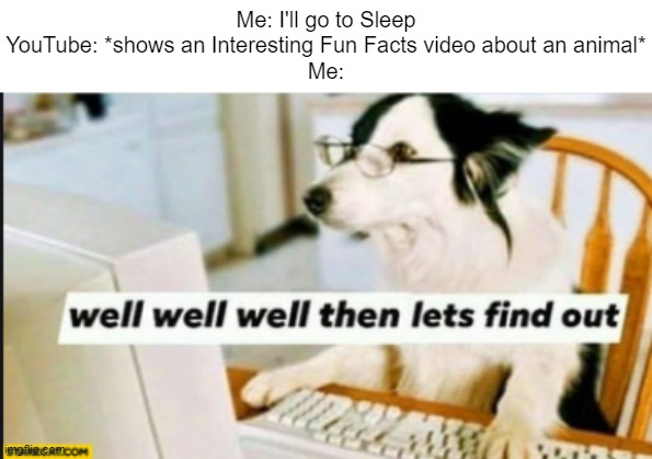 I need to Find out. | Me: I'll go to Sleep
YouTube: *shows an Interesting Fun Facts video about an animal*
Me: | image tagged in well well well then lets find out,memes,funny,relatable memes,so true memes,youtube | made w/ Imgflip meme maker