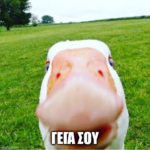 DUCK! | ΓΕΙΆ ΣΟΥ | image tagged in duck | made w/ Imgflip meme maker