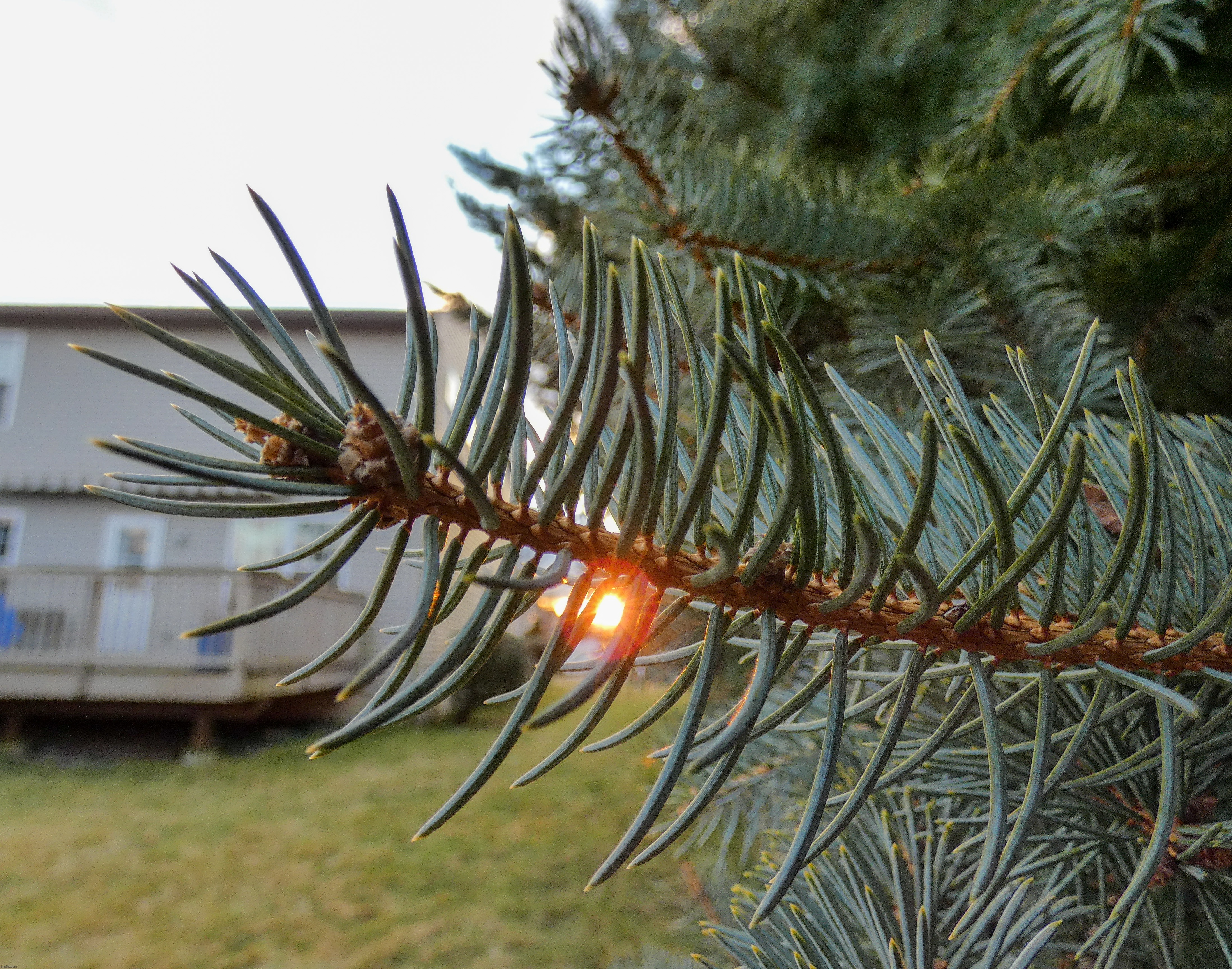 Sunset through the pine needles | image tagged in share your own photos | made w/ Imgflip meme maker