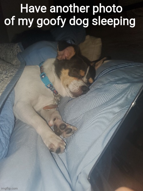 He is such a goofball | Have another photo of my goofy dog sleeping | image tagged in dogs | made w/ Imgflip meme maker