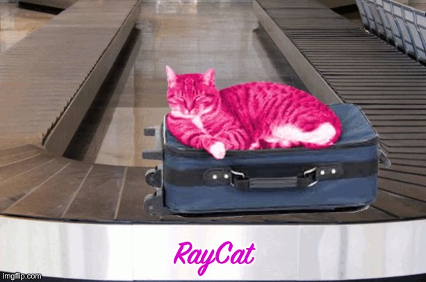 RayCat travelling carousel | RayCat | image tagged in raycat travelling carousel | made w/ Imgflip meme maker