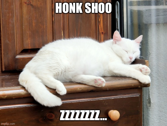 Cat snores | HONK SHOO; ZZZZZZZZ… | image tagged in zzzz | made w/ Imgflip meme maker