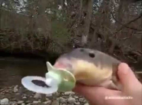 fish | made w/ Imgflip meme maker