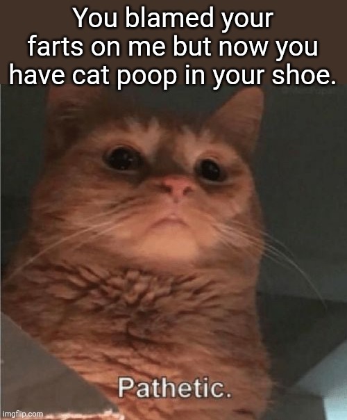 Don't get the cat mad at you | You blamed your farts on me but now you have cat poop in your shoe. | image tagged in pathetic cat,farts,cat poop,shoe,revenge | made w/ Imgflip meme maker
