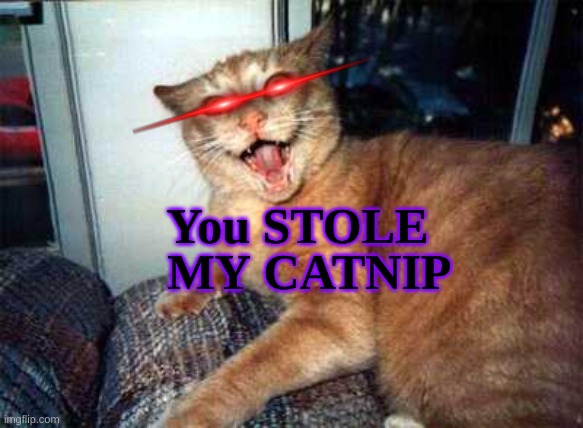 CAT NNNNNNNNIIIIIIIIIIIIIIIIIIIIIIIIIPPPPPP | MY CATNIP; You STOLE | image tagged in crazy cat | made w/ Imgflip meme maker