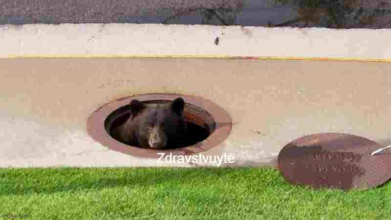 bear in sewer Blank Meme Template