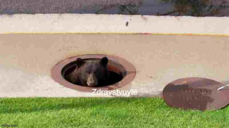 new tamplate https://imgflip.com/memegenerator/446237061/bear-in-sewer | image tagged in bear in sewer,memes,not bonjour,tags | made w/ Imgflip meme maker