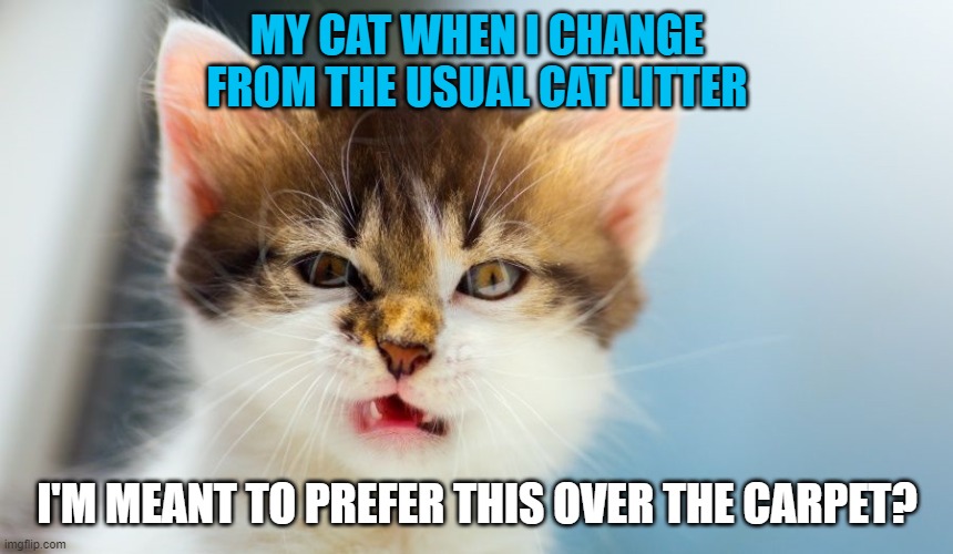 #truth | MY CAT WHEN I CHANGE FROM THE USUAL CAT LITTER; I'M MEANT TO PREFER THIS OVER THE CARPET? | image tagged in i can has aspergers,memes,cat litter,carpet,change | made w/ Imgflip meme maker