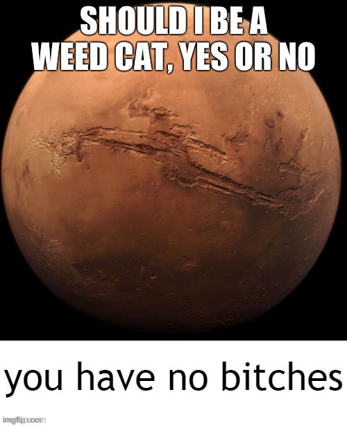 You have no bitches | SHOULD I BE A WEED CAT, YES OR NO | image tagged in you have no bitches | made w/ Imgflip meme maker